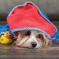 犬のシャンプー後「…