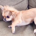朝、犬が突然体調不…