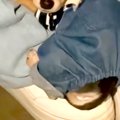 ビビりな赤ちゃん犬…