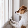 犬はストレスを溜め…
