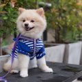 犬に服を慣れさせる…