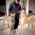 犬のしつけでやるべ…