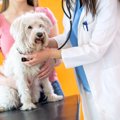 愛犬のドッグフード…
