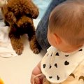 赤ちゃんに吠えまく…