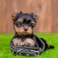 犬を危険に晒してい…