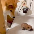 赤ちゃん犬が脱走→母…