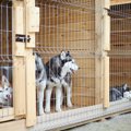 犬の保護団体って具…