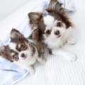 犬が犬にしている『…