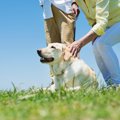 犬の『脳』はどうな…