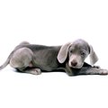 『ネガティブな犬』…