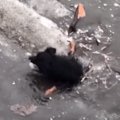 凍った川で立ち往生…