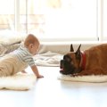 大型犬が『穏やかな…