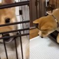 子犬が初めて自力で…