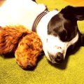 犬のお留守番は何時…
