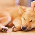  犬が撫でられると気…