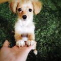 犬が前足で「おいで…