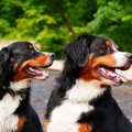 犬が絶対に振り向く…