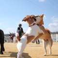 犬同士でよく起こる…