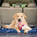犬は『ドライブ』が…
