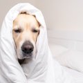 犬もインフルエンザ…