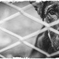 犬の里親になる前に…