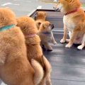 母犬と赤ちゃんワン…