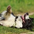 犬が芝生でゴロゴロ…