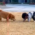 1歳の女の子が転んで…