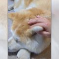 触られて眠くなっち…