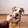 犬に『ご褒美』を与…