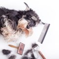 犬の毛玉がひどい！…