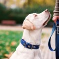 犬の『散歩用リード…