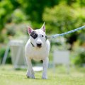 犬の飼い主に必要な…