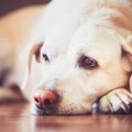 犬が苦痛に感じる『…
