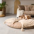 犬が『ふかふかの場…
