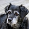 犬の身体に現れる５…