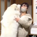 超大型犬が1日ぶりに…