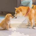 赤ちゃん犬が『兄犬…