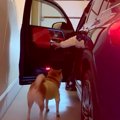 2匹の犬を車に乗せよ…