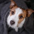 犬にNGな『待て』の…