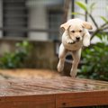 子犬を危険にさらし…