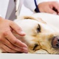 犬の誤飲の4つのバタ…