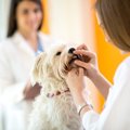 人から犬に虫歯はう…