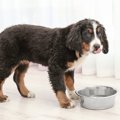 犬のお世話をサボる…
