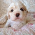 愛犬が子犬の頃と今…