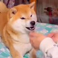 犬の目の前で『おや…