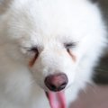 犬の涙やけを改善す…