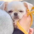 極小子犬が『初めて…