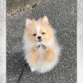 「抱っこぉ♡」あざと…