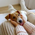 なぜ？犬がお尻をぶ…
